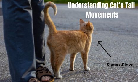 understanding cat's tail movements