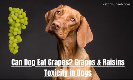 brown dog with grapes