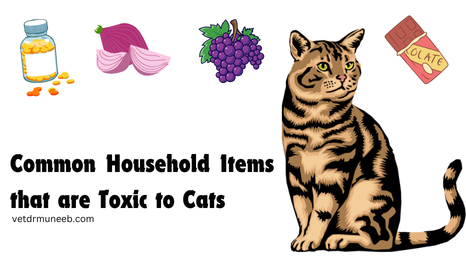 common-household-items-that-are-toxic-to-cats