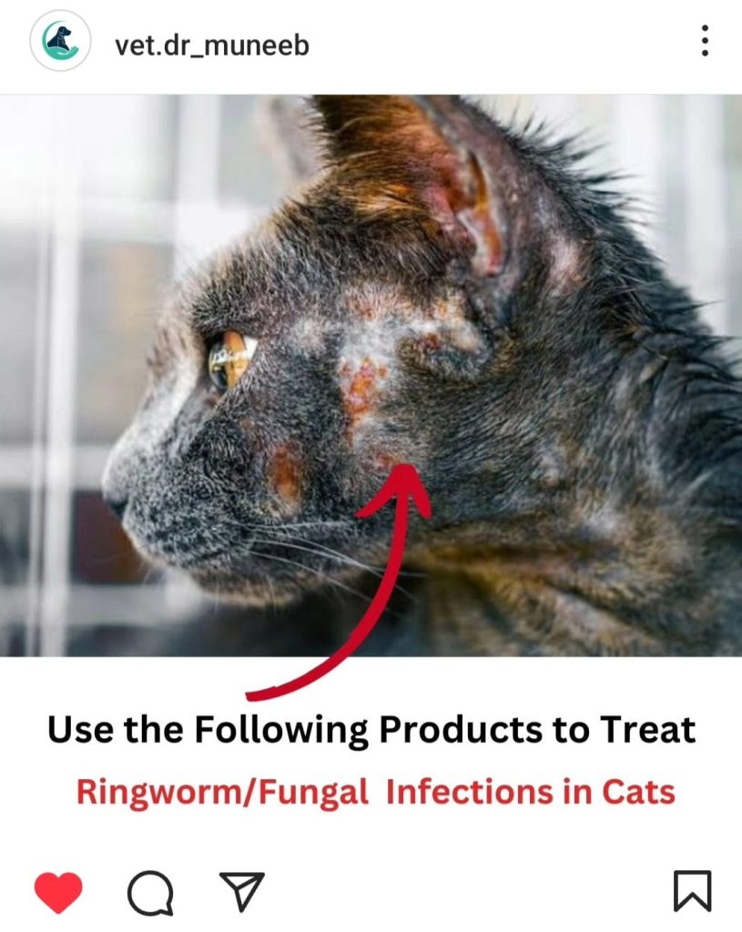 cat with hair loss due to fungal infection