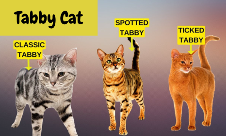 types of tabby cats